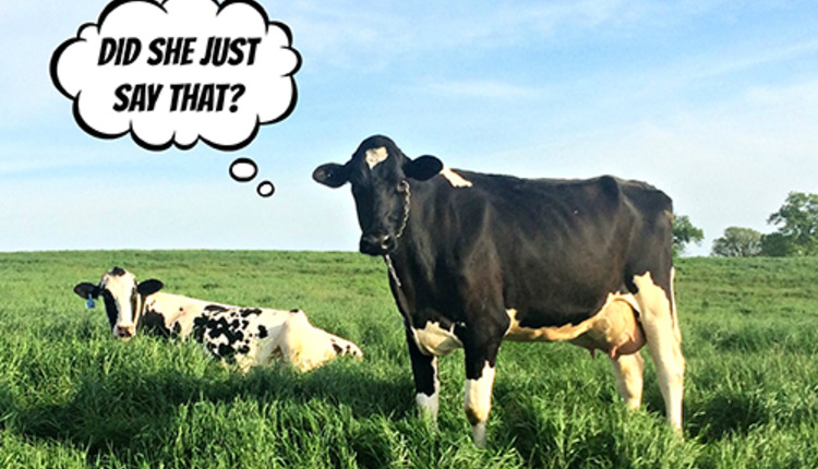 cow with thought bubble
