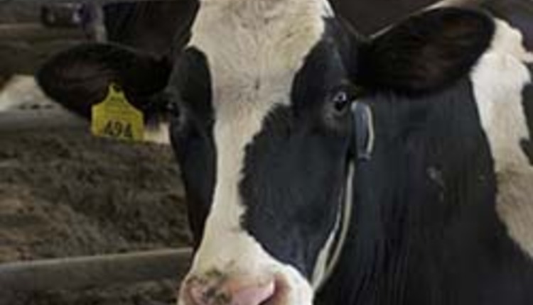 Holstein