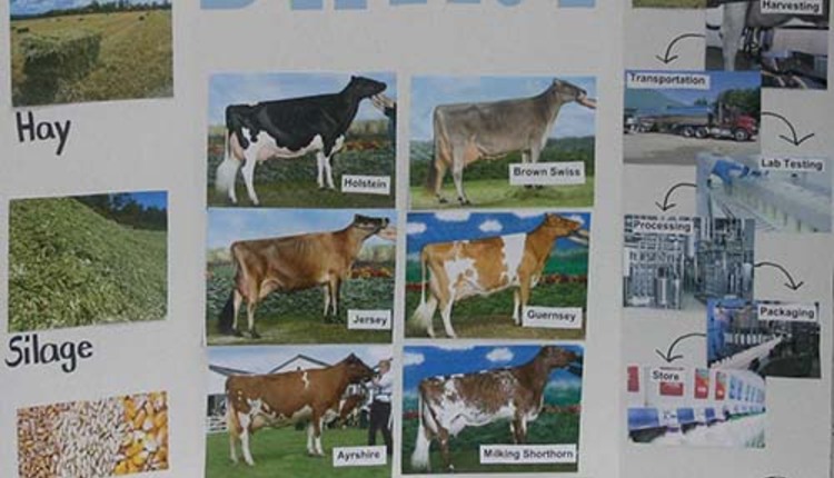 dairy display