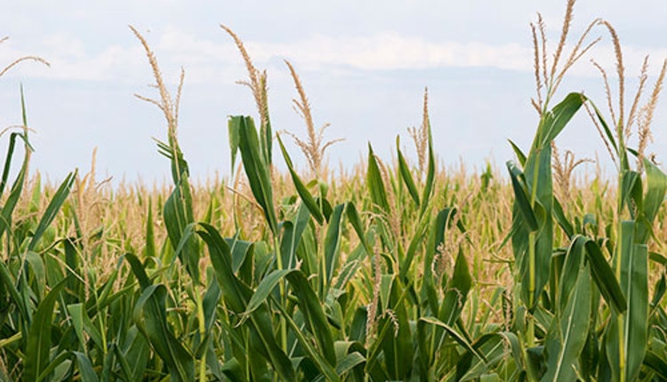 corn field