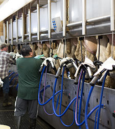 milking parlor