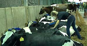 brushing a heifer at the fair