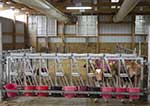 group calf housing