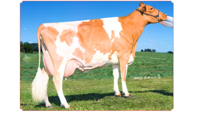 Dairyman Lane Royal