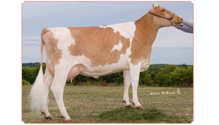 Dairyman Phantom Blitz