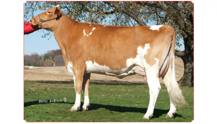 Rutter Bros Pokers Blitzen