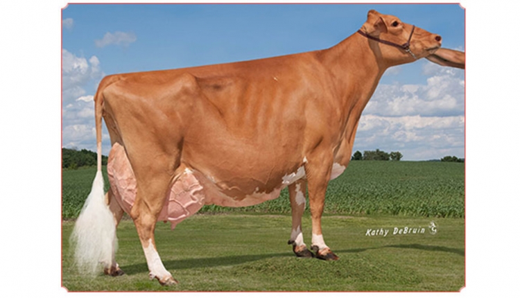 Rolling Prairie Bella Blue