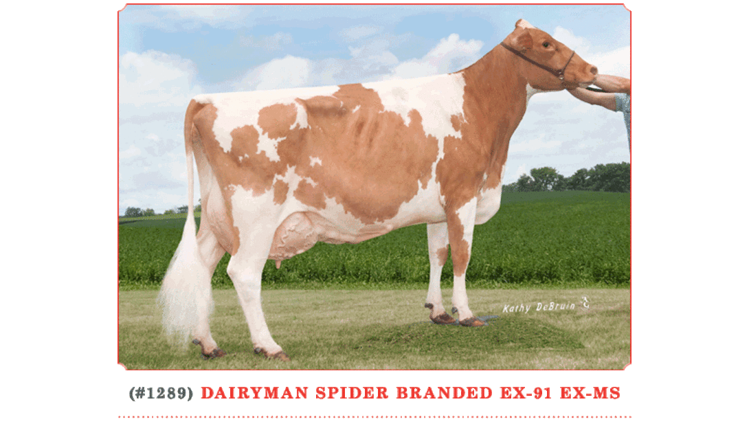 Dairyman Spider Branded