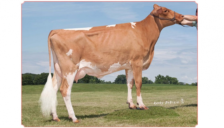 Dairyman Crunch Ciara