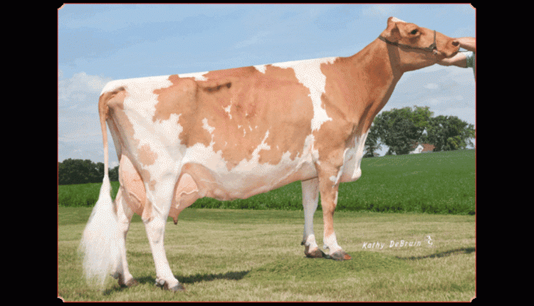 Dairyman Challenge Dalite