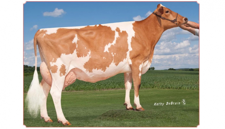 Dairyman Copper Daven
