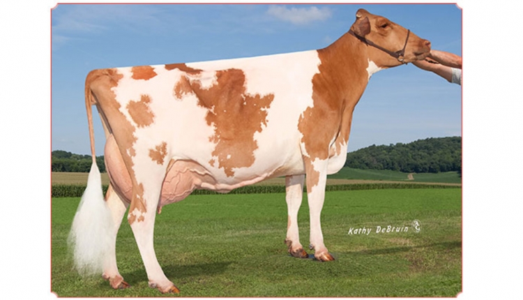 Dairyman Lightning Dosido