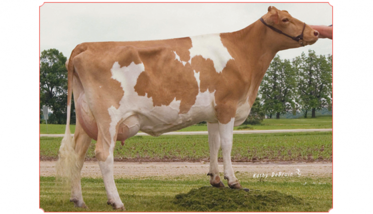 Dairyman Hershey Rainbow