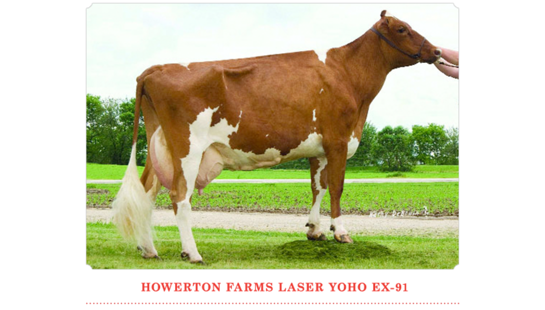 Howerton Farms Laser Yoho