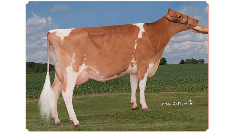 Dairyman Toro Libel