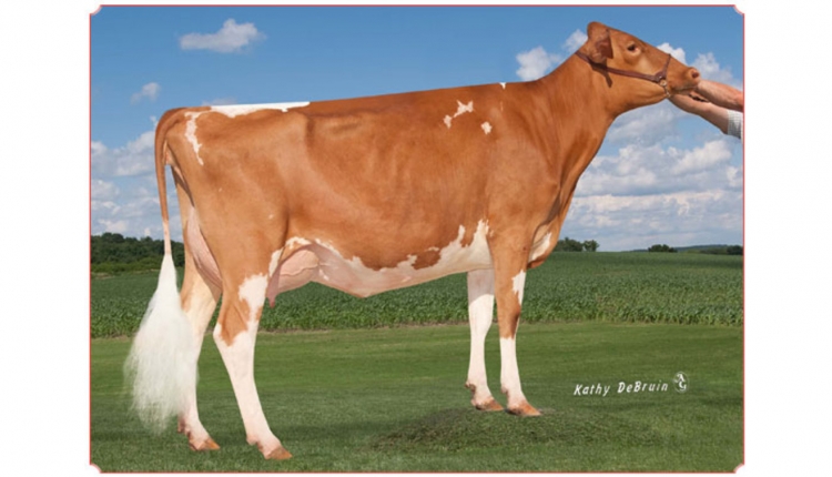 Dairyman Mint 2183