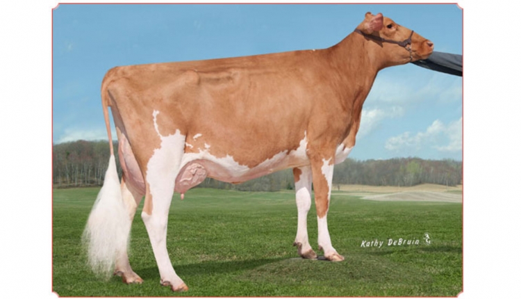 Dairyman Cordell Natalie
