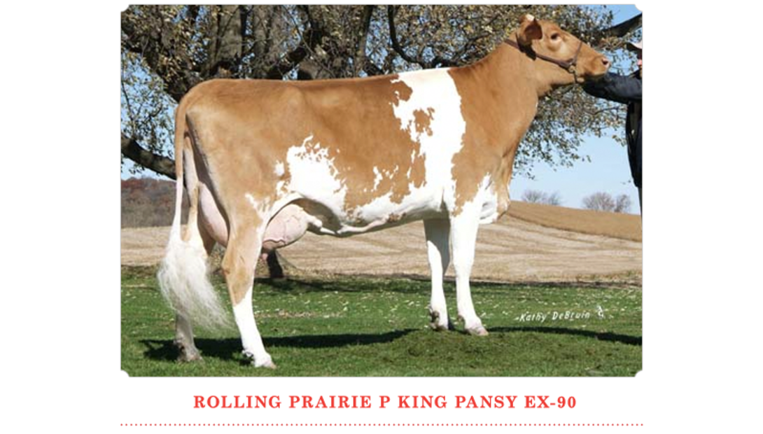 Rolling Prairie P King Pansy