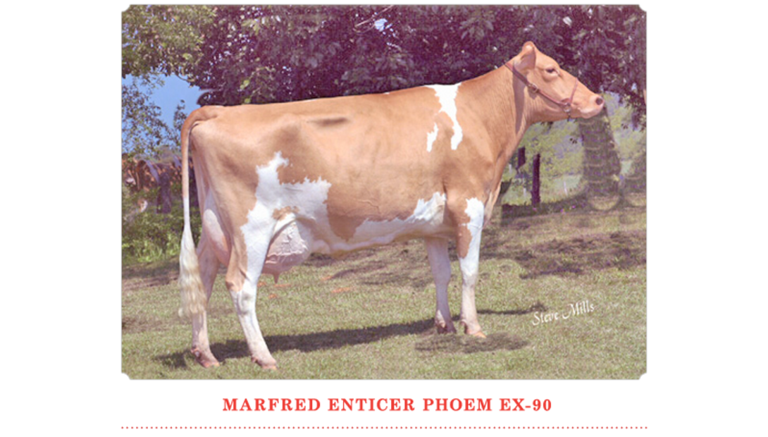 Marfred Enticer Phoem