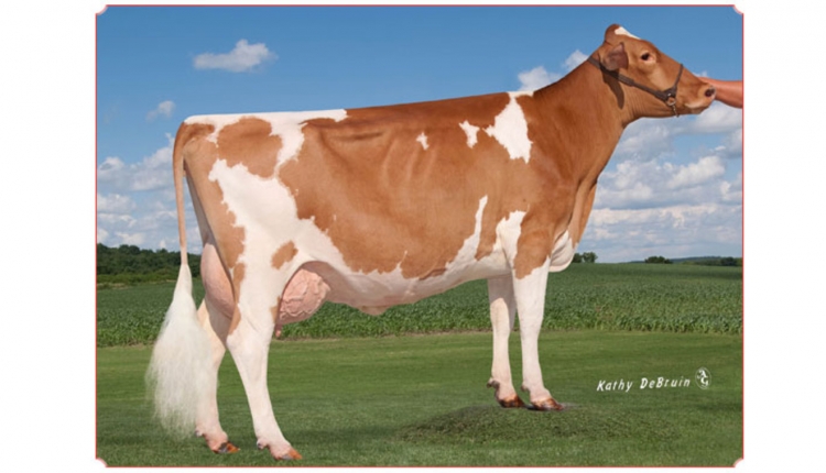 Dairyman Phonze 2053