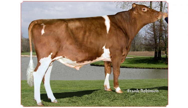 Dairyman Mint Phonze