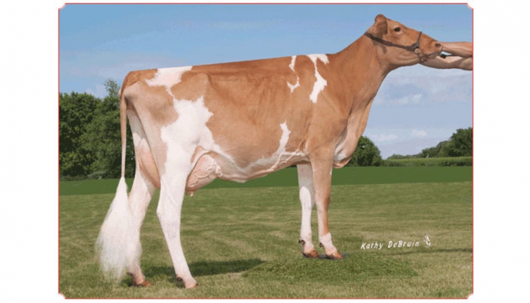 Dairyman Pies Rake