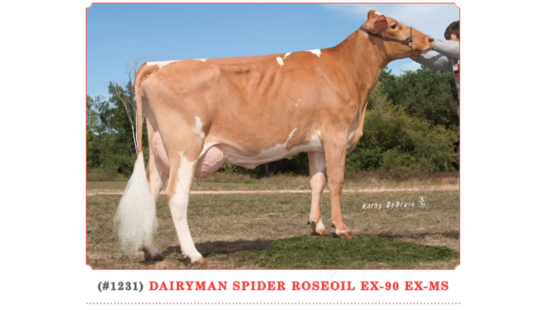 Dairyman Spider Roseoil