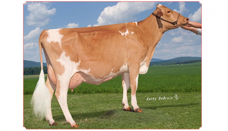 Dairyman Phonze 2448 Rowboat
