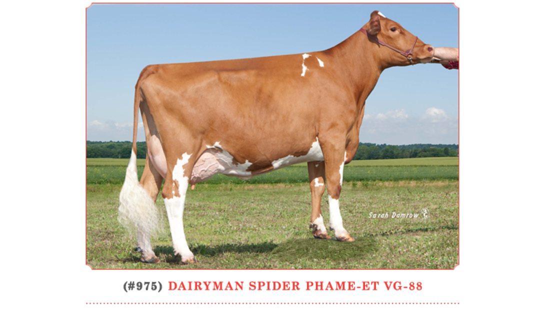 Dairyman Spider Phame