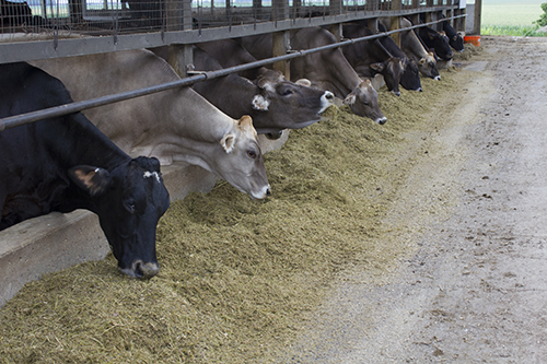 cows eating