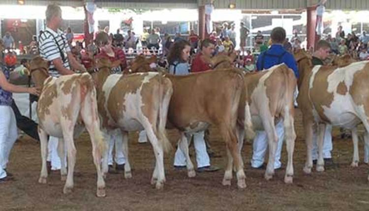 dairy show lineup