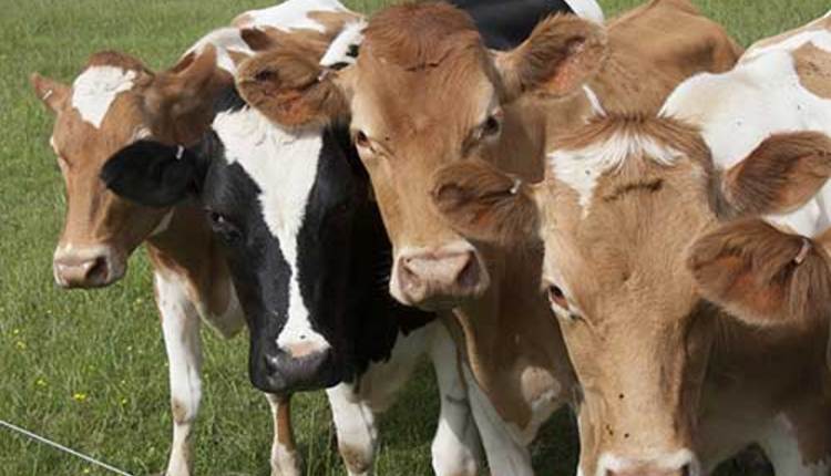 heifers