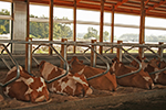 freestalls